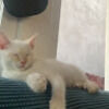 grey_pallas
